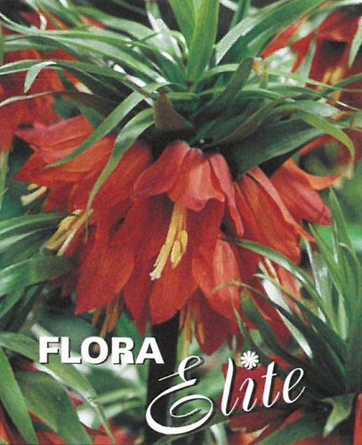 Fritillaria imperialis Rubra 1 ks, 20/24