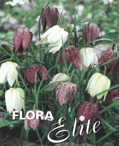 Fritillaria meleagris Mixed 10 ks, 6/7