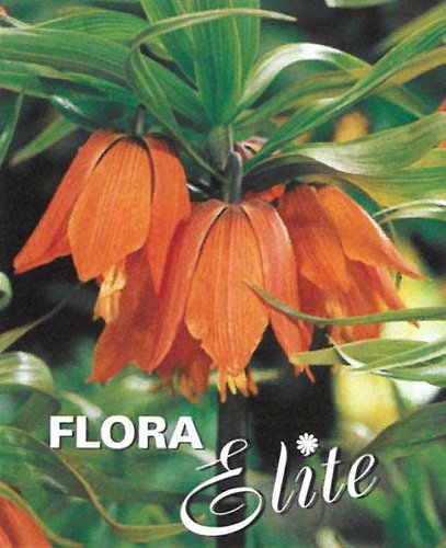 Fritillaria imperialis Aurora 1 ks, 20/24