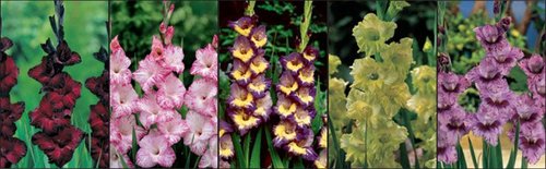 Show box S14 Gladioli in Special Colours Varieties 12/14, 5 x 60 ks