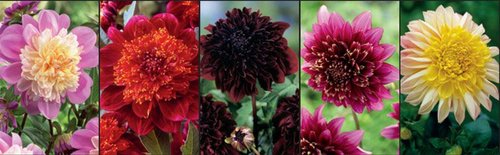 Show box S17 Dahlia Anemone Flowering Varieties I, 5 x 10 ks