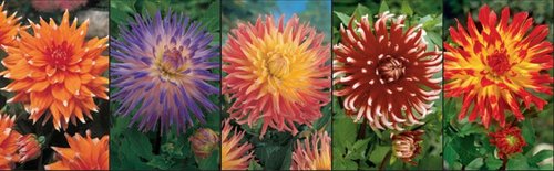 Show box S20 Dahlia Cactus Two Coloured I, 5 x 10 ks