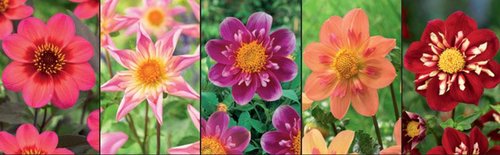 Show box S26 Dahlia Collarette Flowering Varieties, 5 x 10 ks