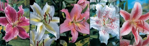 Show box S29 Lilium Oriental Hybrid 16/18, 5 x 20 ks